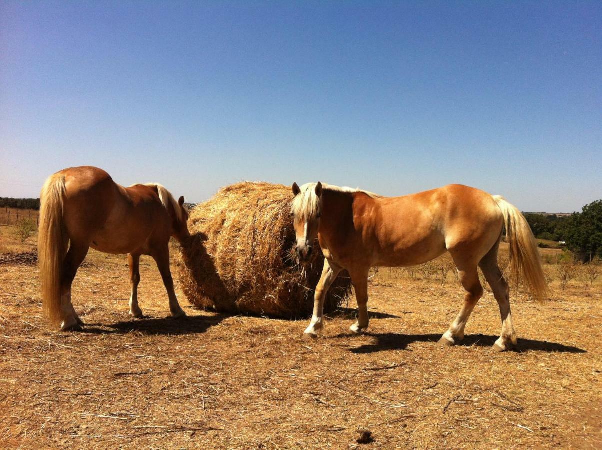 مانشانو Il Daino Bianco Country Hotel المظهر الخارجي الصورة